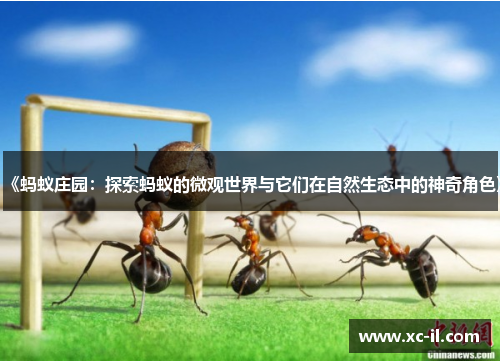 《蚂蚁庄园：探索蚂蚁的微观世界与它们在自然生态中的神奇角色》
